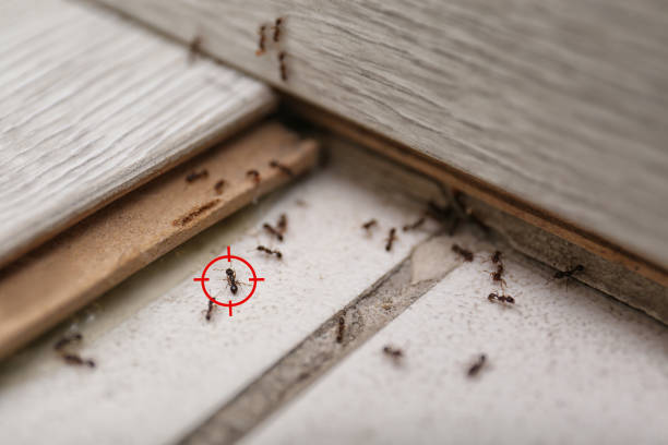 Best Wasp Removal Services  in Taylor Mill, KY