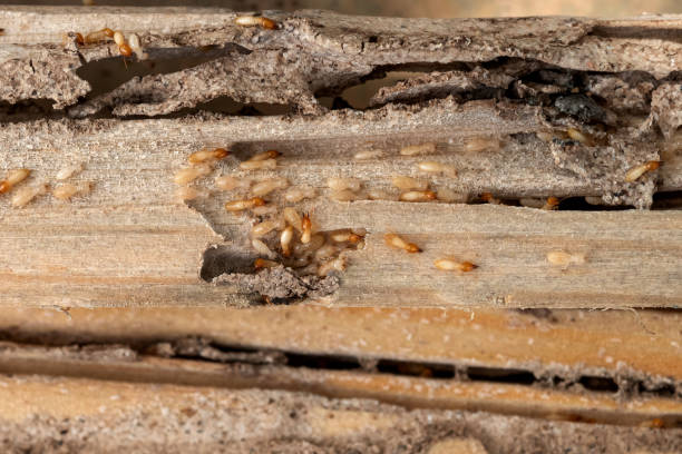 Best Pest Removal Services  in Taylor Mill, KY
